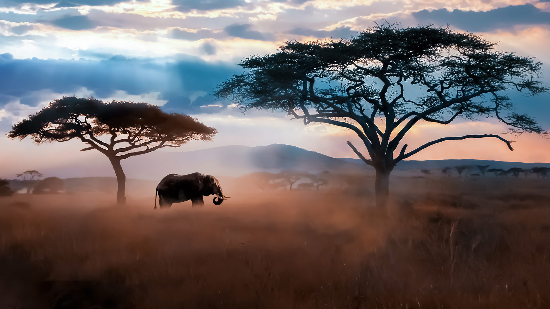 Elefant zwischen Bäumen