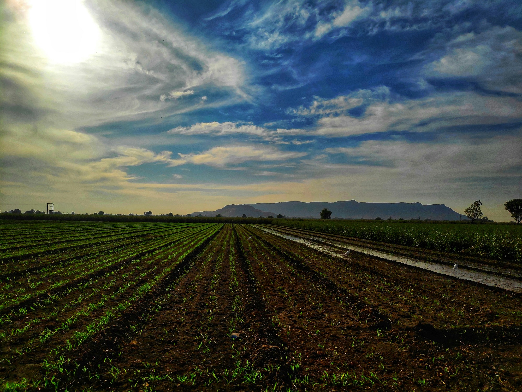 Bild: Landwirtschaftsfeld von vorne Bild: Landwirtschaftsfeld von vorne