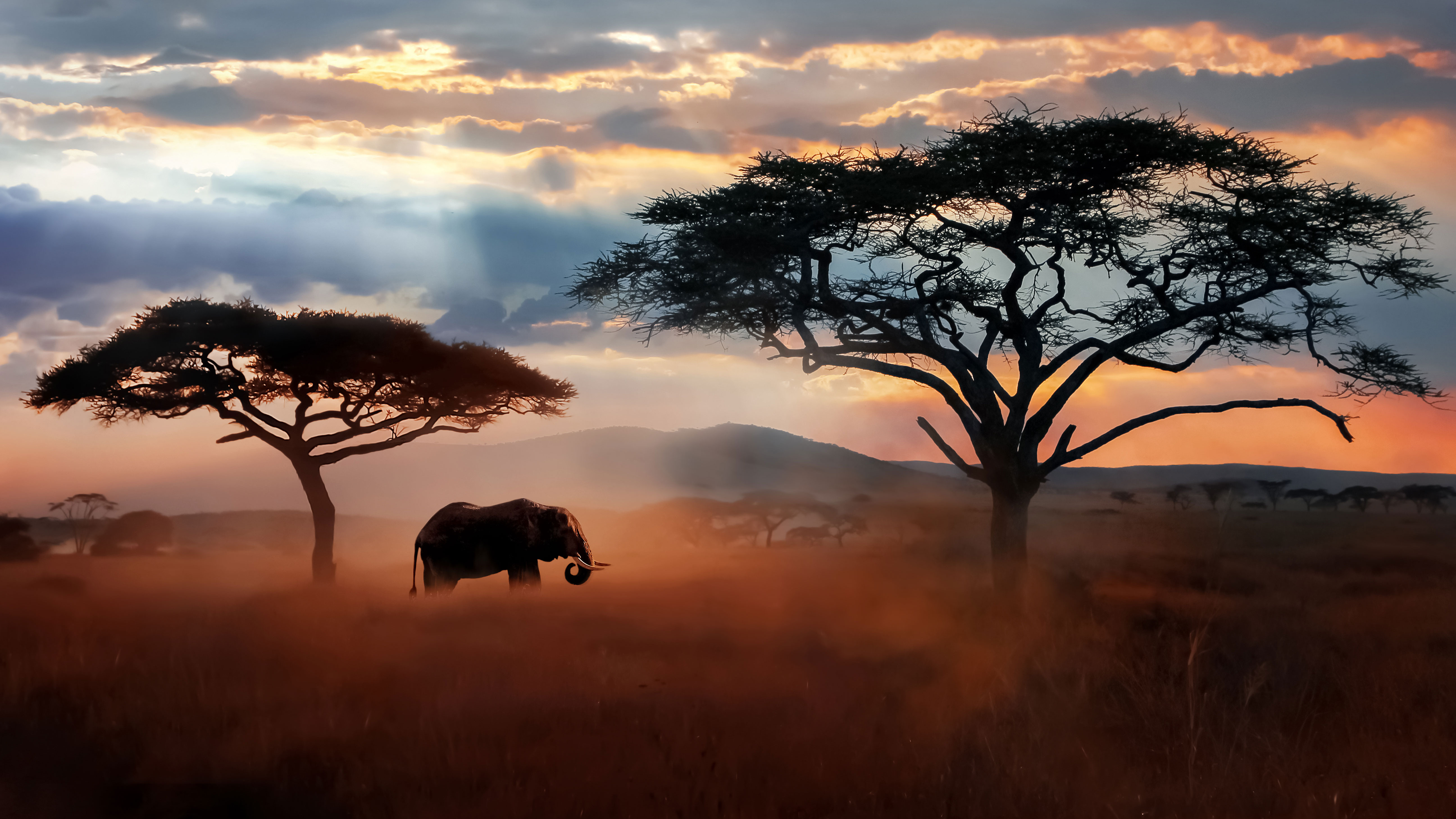 Elephant in the African steppe