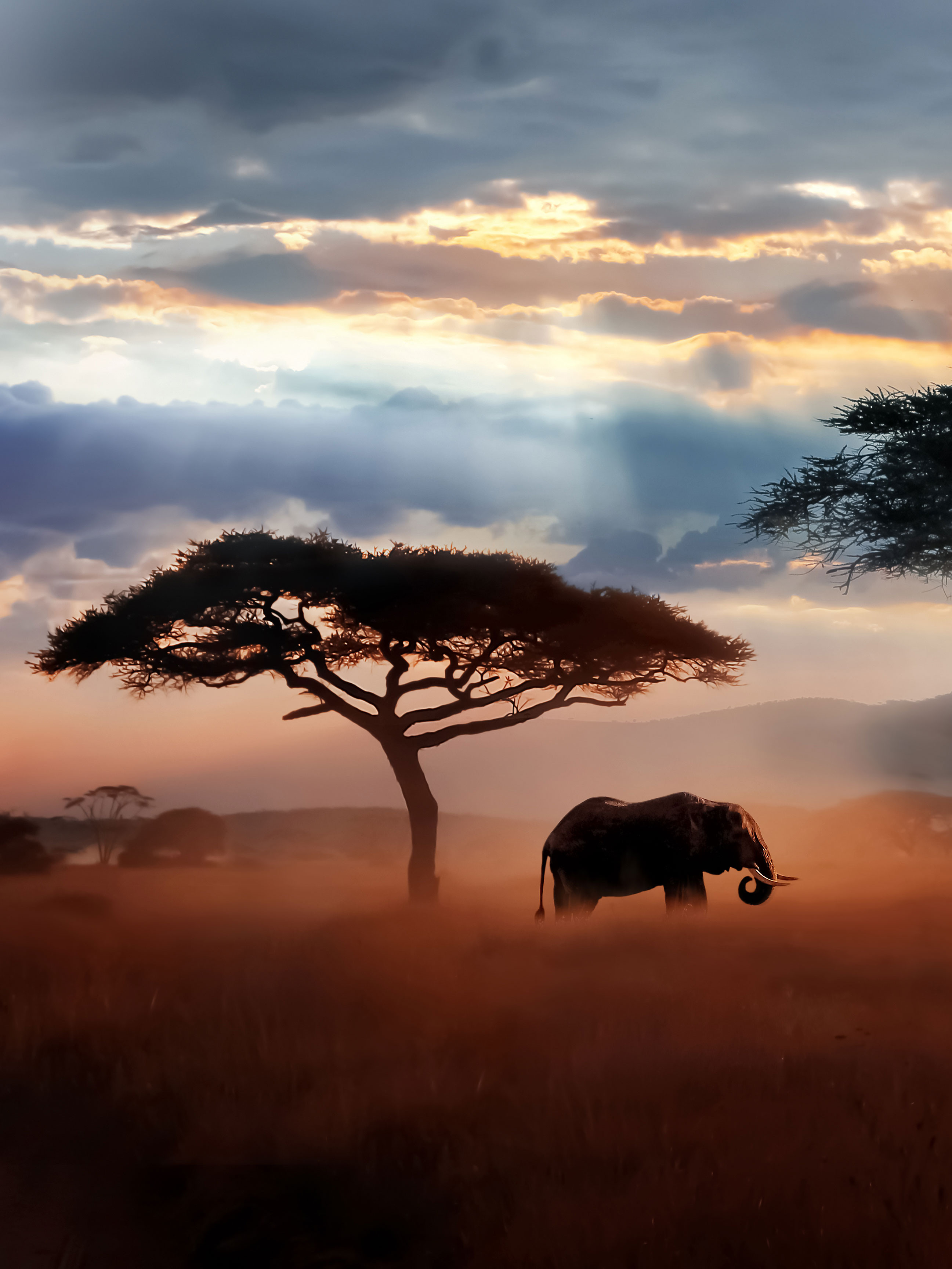Bild: Elefant in der Steppe